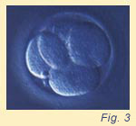 Fig. 3 4-cell embryo